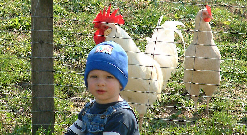 Kind mit Hühnern - Urlaub auf dem Moaxnhof